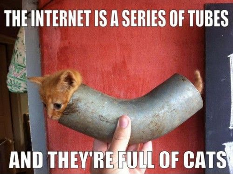 cats